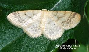 Image result for Idaea biselata