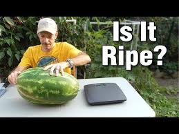 The first way to know when your watermelon is ready to pick is by checking the curly tendril on the stem above the watermelon when the watermelon is ripe the tendril will turn brown and dry up. This Is An Article About Growing Sweet Watermelons You Have To Take Some Important Steps In Your Garden If In 2021 How To Grow Watermelon Watermelon Plant Watermelon