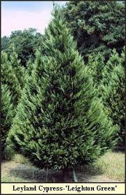 Christmas Tree Varieties Photos And Information To Choose