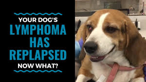 Learn what causes some dogs to live longer or shorter vs others and average life expectancy of various breeds. Your Dog S Lymphoma Has Relapsed Now What Vlog 61 Youtube