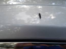 In this video, i show you how to remove bugs and bug guts from your car's paint (bumper, plastics, headlights). Lovebugs The Importance Of Removing Them Promptly Ask A Pro Blog