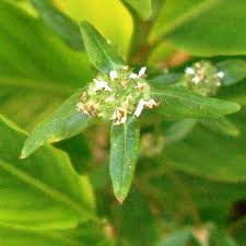 Image result for Spermacoce ruelliae