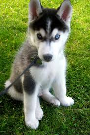 Check spelling or type a new query. 7 Things You Need To Know About The Siberian Husky Animalso