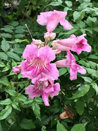 Check spelling or type a new query. Pink Trumpet Vine Or Port St John S Creeper Or Podranea Ricasoliana Or Campsis Radicans Or Trumpet Creeper Or Cow Itch Vine Or Hummingbird Vine Flowers Stock Photo Picture And Royalty Free Image Image