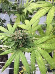 Management of powdery mildew, leveillula taurica, in greenhouse peppers, ministry of agriculture. Powdery Mildew Archives Cannabis Industry Journal