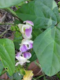 Image result for Vigna hosei