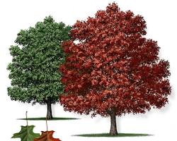 Image of Texas Red Oak Tree