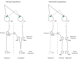 Image result for Visual Fixation