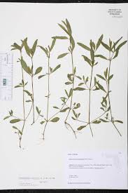 Nomenclature and classification > taxon record name > scientific name. Alternanthera Sessilis Species Page Isb Atlas Of Florida Plants