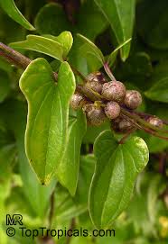 Image result for Dioscorea cayenensis