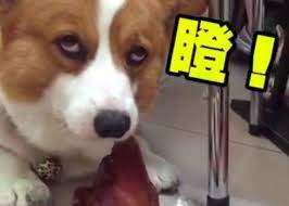 哥基唔識食豬耳被主人笑即時怒睥回敬http wacky on cc cnt wacky 20151015 wac 20151015175546511 1015 19011 001 html corgi dogs animals