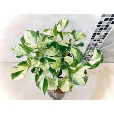 Mar 30, 2021 · 黃金葛是非常好養的植物，不論水培或土培都是。 它在室內光線微弱的地方可以生長，不過在光線明亮的地方會長得更漂亮。 種在海綿介質上是一個較「乾淨」的方式，平時觀察底部的介質有無乾燥，在 春季 生長季時，每2到3天可以澆一次水；冬季約一到兩週. çå¥‡æ¤ç‰© ç™½æ³‰é»ƒé‡'è'› è¦çš®è³¼ç‰©