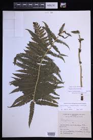 Image result for Amauropelta