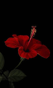 Pin On Flowers
