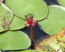 Image result for Brasenia schreberi