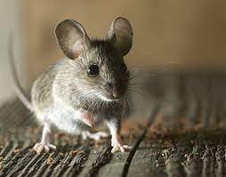 This professional pest control company offers services for commercial structures like lodges, restaurants and more. Commercial Exterminator Old Bridge Nj Exterminator Old Bridge Nj Cavanaughs Pest
