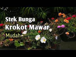 Bunga krokot termasuk jenis tanaman hias yang mudah tumbuh di manapun. Cara Stek Bunga Krokot Budidaya Bunga Krokot Mawar Menanam Krokot Dirumah Krokot Yuktani Youtube