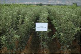 Image result for Blepharis inopinata