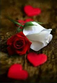 You Can B Given A Million Red Roses In Ur Life But The One White Rose Will Have More Meaning T Beautiful Rose Flowers Beautiful Flowers Wallpapers Rose Buds