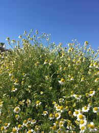 Image result for Manniella