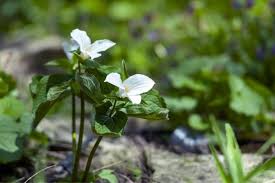 Ecosourcing plants ensure the biological diversity of the planted area and increase the survival rate of the plants. Actual Meaning And Symbolism Of Trillium Flower Birthroots Florgeous