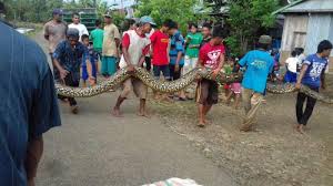 Beliau berkata, orang awam cuba membantu mangsa namun tidak berjaya dan mangsa meninggal dunia di lokasi. Cerita Ular Piton Tak Mau Makan Dan Melilitkan Badan Saat Dibawa Ke Dokter Penyebabnya Mengejutkan Tribun Timur