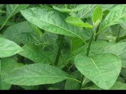 Maybe you would like to learn more about one of these? Daun Afrika Kaya Manfaat Diantaranya Menurunkan Risiko Serangan Jantung Tribunnews Com Mobile