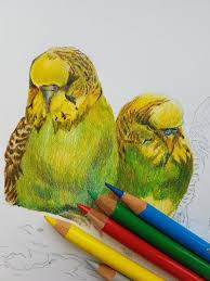 Parrot Painting Custom Pet Portrait Colored Pencil Drawing Etsy How to draw a penguin. parrot painting custom pet portrait colored pencil drawing from photo bird budgie budgerigar parakeet hand drawn