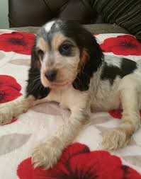 Black And Tan Show Cocker Spaniel Puppy Chocolate Sable Show Cocker Spainel Bedford Bedfordshire Pets4homes Puppies Huge Dogs Rottweiler Mix
