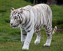 See full list on exoticanimalsforsale.net White Tiger Wikipedia