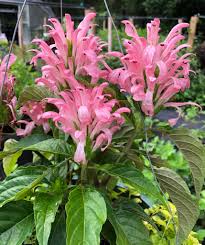 Image result for Justicia carnea