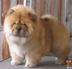 Tgif Thank God I M Frank Chow Chow Puppy Cute Baby Animals Chow Puppies For Sale