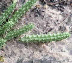 Image result for Duvalia polita