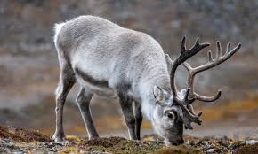 Silly names funny names cool names christmas names christmas post christmas quotes christmas name generator birthday scenario fun christmas one of the best parts of adopting an elf pets® reindeer is getting to name your new friend. Are Santa S Reindeer Female Express Co Uk