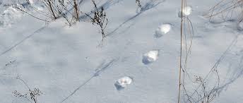 Maine Chapter: Leadership & Governance