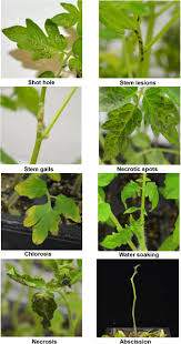 Program within @mayoclinicgradschool is currently accepting applications! Natural Variation For Unusual Host Responses And Flagellin Mediated Immunity Against Pseudomonas Syringae In Genetically Diverse Tomato Accessions Biorxiv