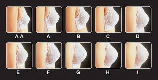 Bra cup size examples