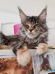 823 enisej maine coon male kitten. Maine Coon Kittens For Sale Buy A Giant Maine Coon Maine Coon Breeders Tica Cfa Usa Giant Maine Coon Cat For Sale Near Me Russian Maine Coon