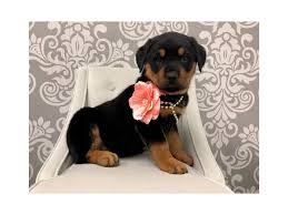 Loyal and protective, it will defend its family fiercely if needed, seemingly immune to pain. Rottweiler Dog Female Black Tan 1967273 Furry Babies