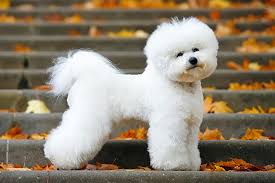 It is important to be consistent and patient. Bichon Frise Dog Breed Information