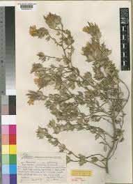 Image result for Sclerochiton