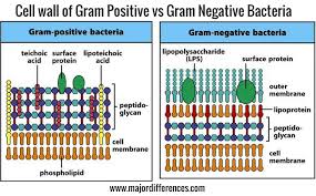 10 Differences Between Cell Wall Of Gram Positive And Gram Negative Bacteria Simplified Summary Cell Wall Gram Negative Bacteria Microbiology