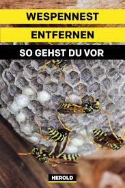 Wespennest Entfernen So Solltest Du Vorgehen Wespen Vertreiben Wespennest Wespe