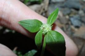 Image result for Spermacoce mauritiana
