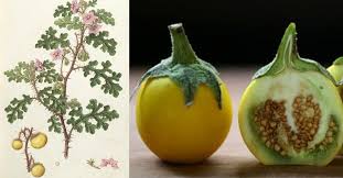 Image result for Solanum aculeatissimum