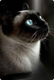 صور قطط باقة مختارة من أروع و أجمل القطط مع خلفيات Hd Siamese Cats Beautiful Cats Cats