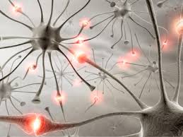 Resultado de imagen de Axones del cerebro