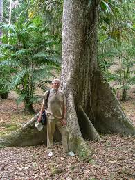 Image result for Mayaca baumii