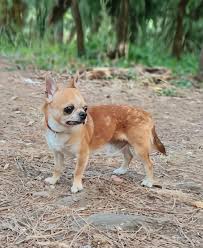 Image result for chihuahua big obesity