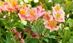 Astillbe (astilbe x arendsii) has a low growing habit that makes it work as a border plant or ground cover. Floral And Hardy Alan Titchmarsh Columnists Comment Express Co Uk